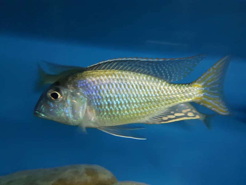 Tramitichromis lituris 'Mdoka'